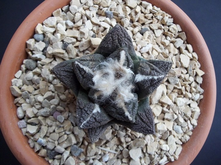 Ariocarpus gebarsten