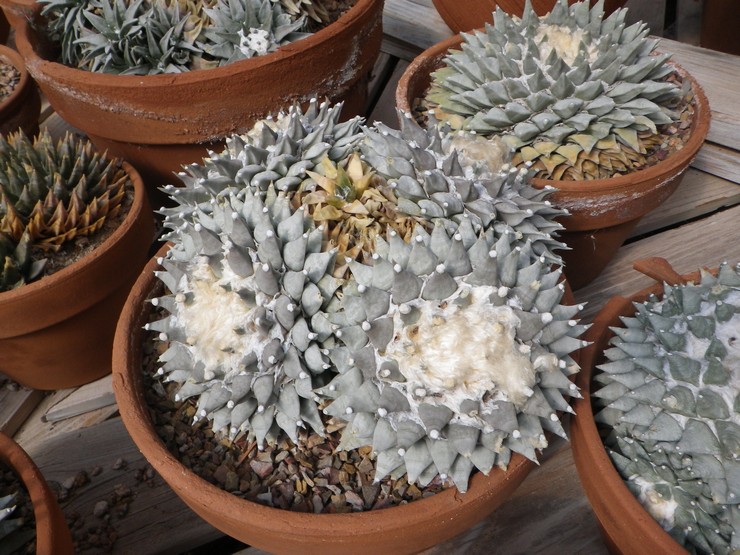 Ariocarpus schilferig