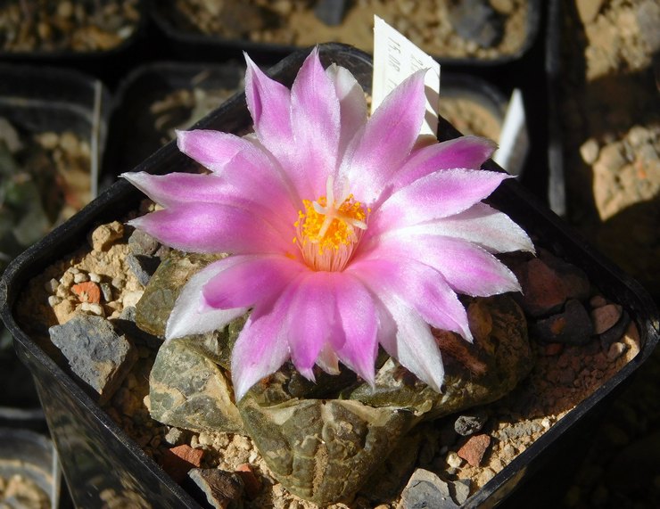 Ariocarpus tussenproduct