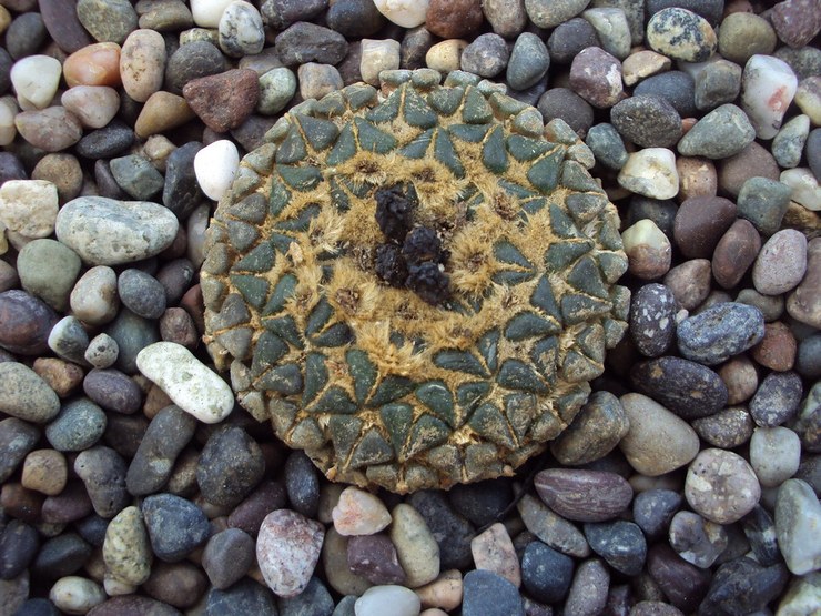 Ariocarpus Kochubei