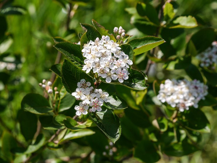 Aronia beschrijving