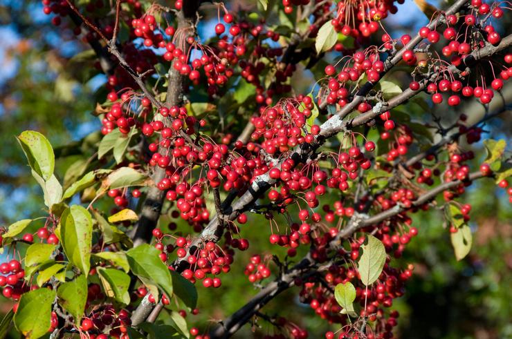 Aronia rood