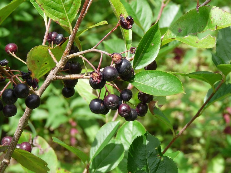 Aronia Michurina