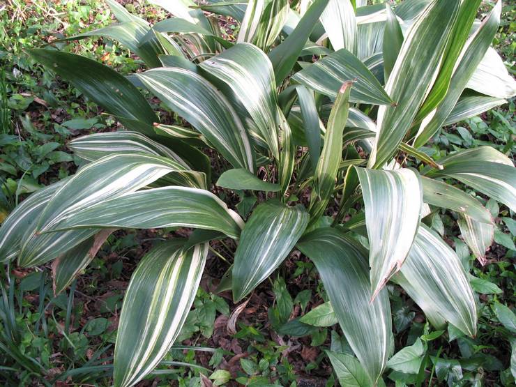 Aspidistra bont