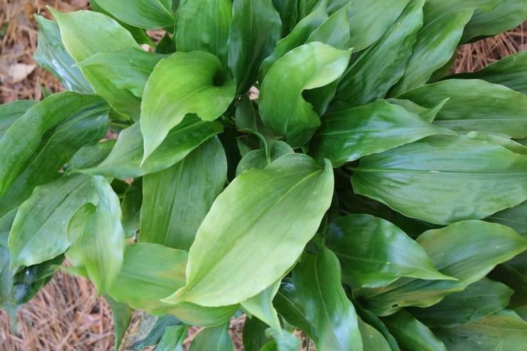 Aspidistra Guanjou