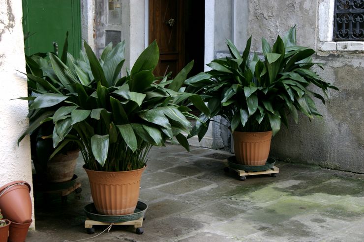 Kenmerken van aspidistra