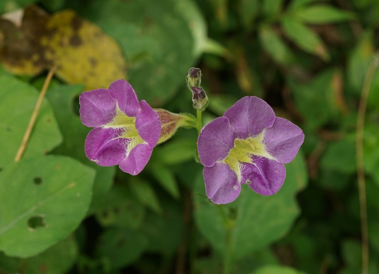 Azisztázia: otthoni ápolás, transzplantáció és reprodukció