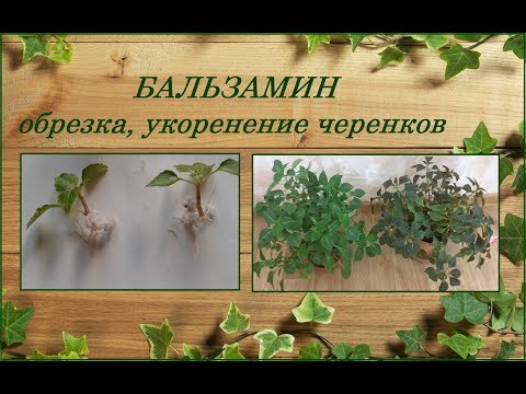Waller's balsam - spring pruning, rooting cuttings
