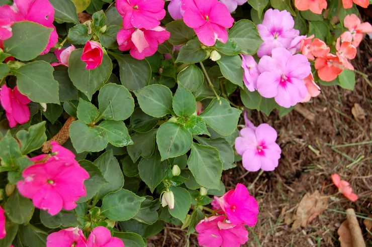 Waller's balsam is undemanding to the composition of the soil