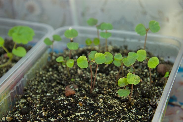 Waller's balsam propagation methods