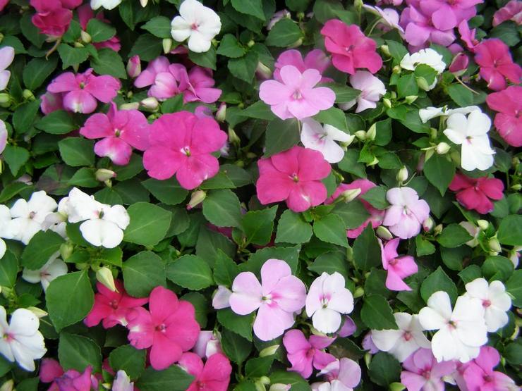 Waller's balsam plant