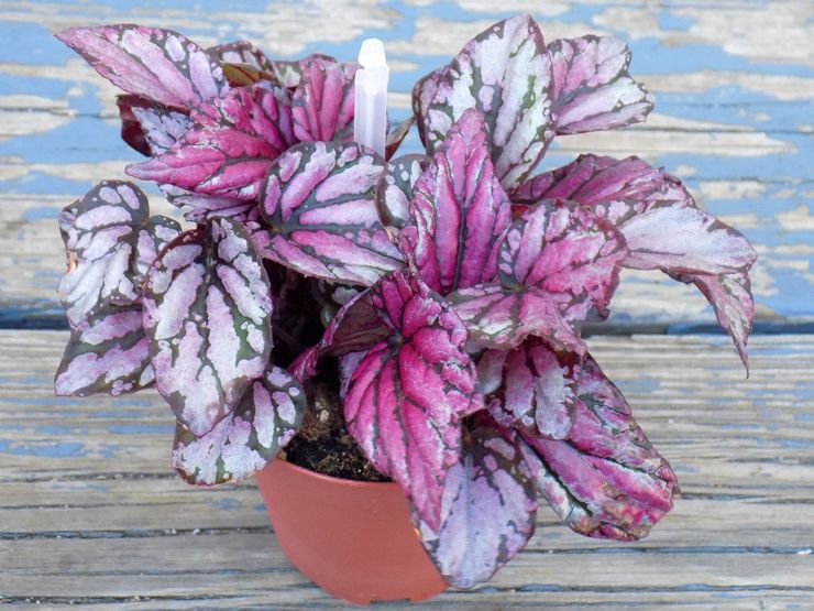 Begonia koninklijk