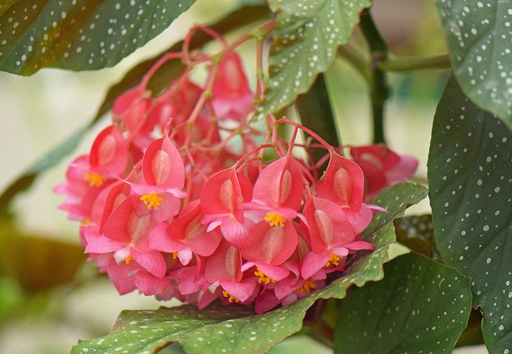 Koraal begonia