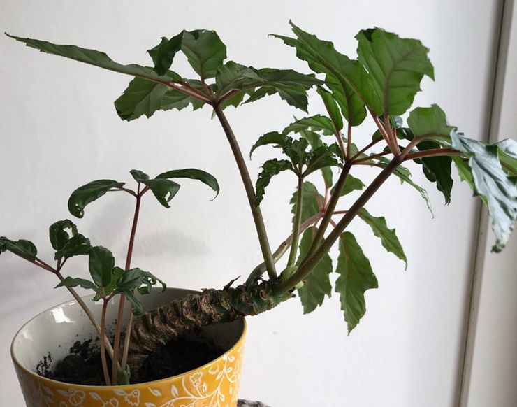 Caroline-bladbegonia