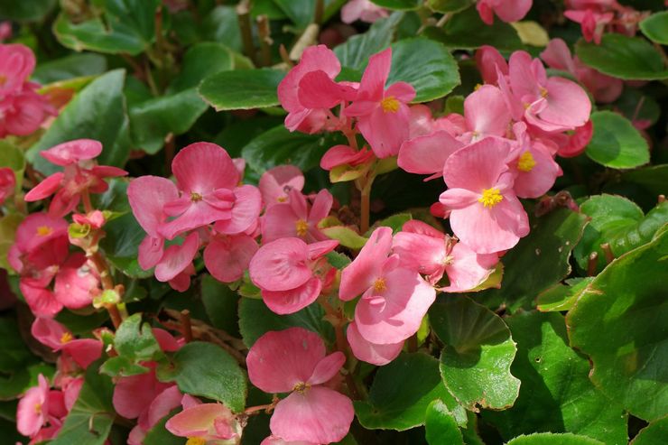 Altijd bloeiende begonia