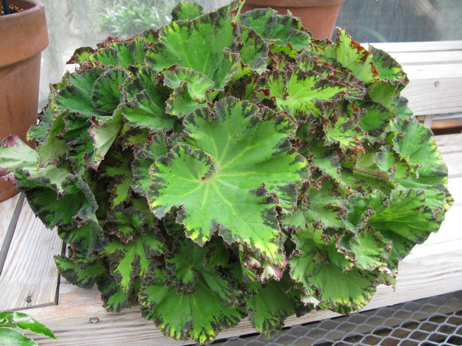 Knolbegonia's worden in het vroege voorjaar in de grond geplant.