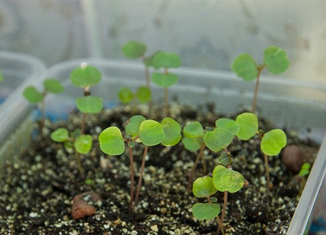 Reproductie van begonia's
