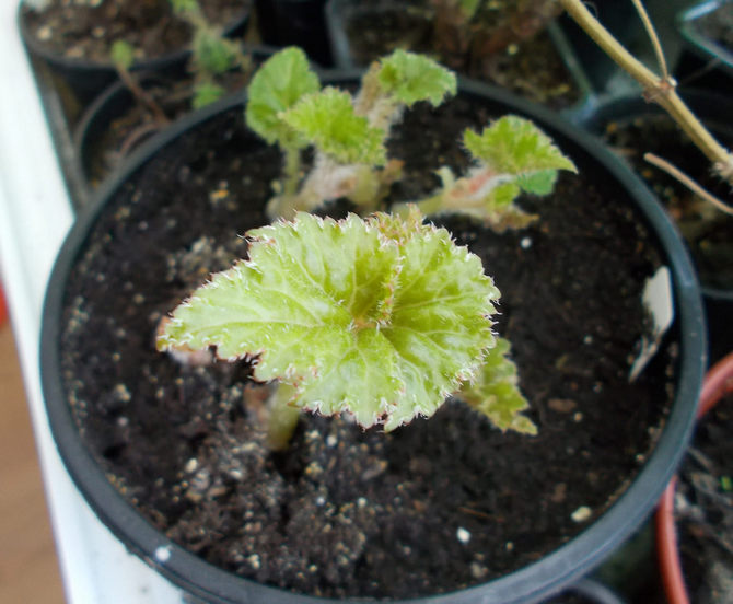 Er moeten ten minste drie bladeren op de gesneden begonia-steel blijven.