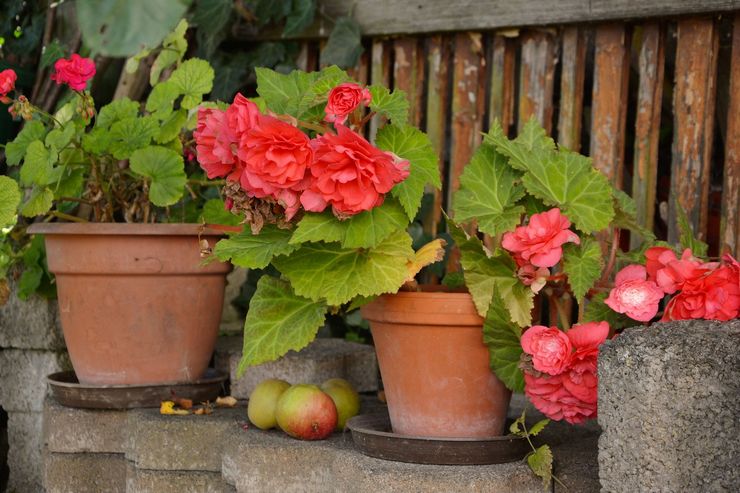 Knolbegonia