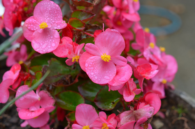Begonia - thuiszorg. Begonia's kweken, verplanten en reproduceren. Beschrijving, soorten. Foto