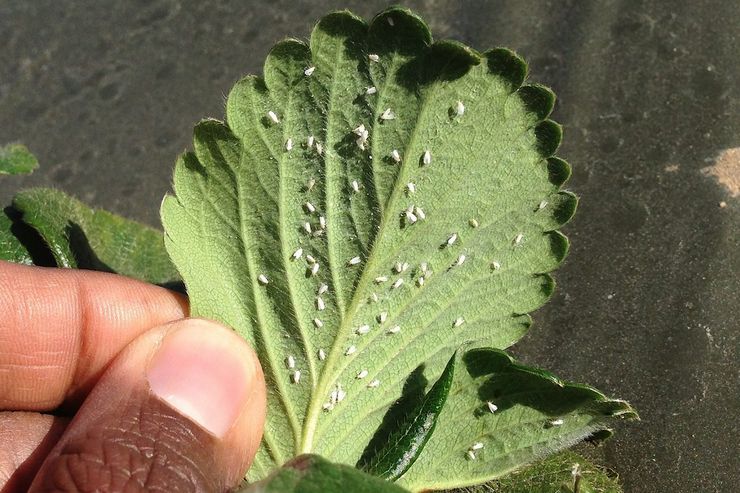 Witte vlieg op aardbeien