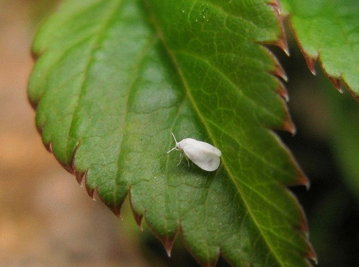 Witte vlieg op frambozen