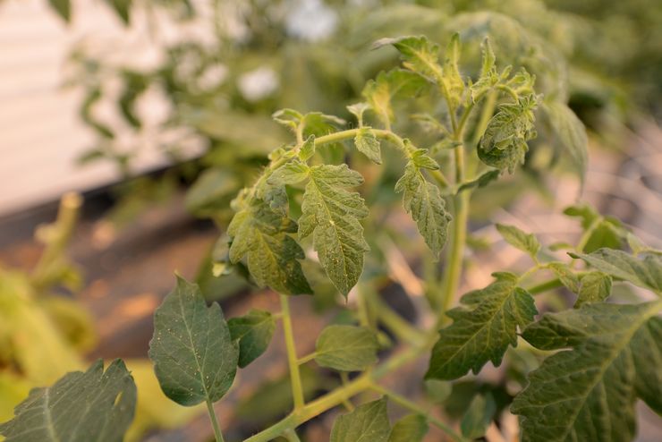 Witte vlieg op tomaten in een kas