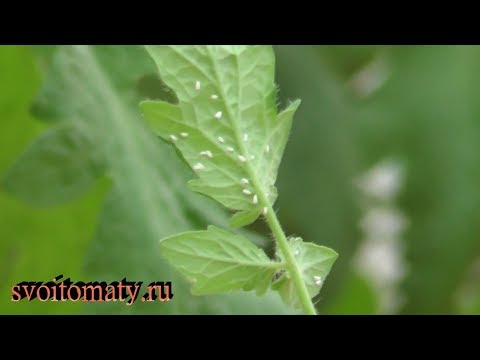 Бялата муха в оранжерията, която помогна да се отървете от нея