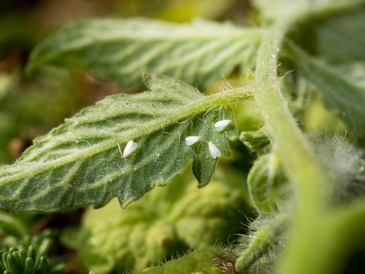 Witte vlieg op tomaten