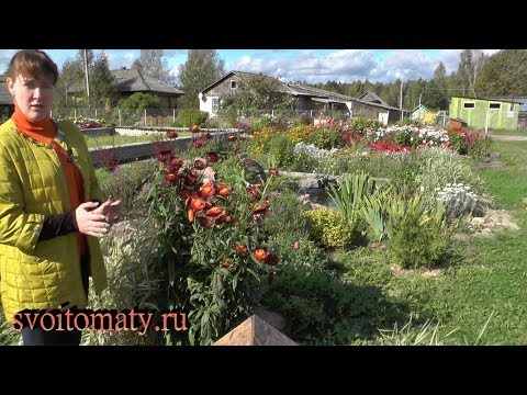 Gelikhrizum - groeiend. Pretentieloze gedroogde bloemen, aangenaam met bloei voor de vorst