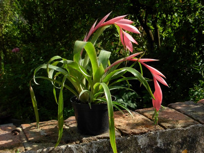 Thuiszorg voor Bilbergia