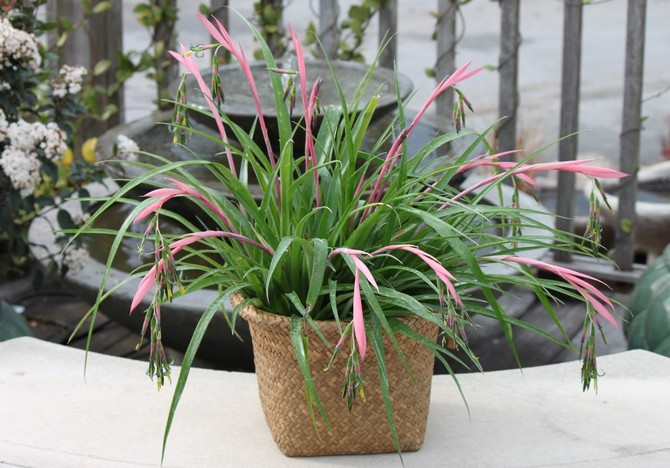 Bilbergia - thuiszorg. Bilbergia teelt, transplantatie en reproductie. Beschrijving, foto