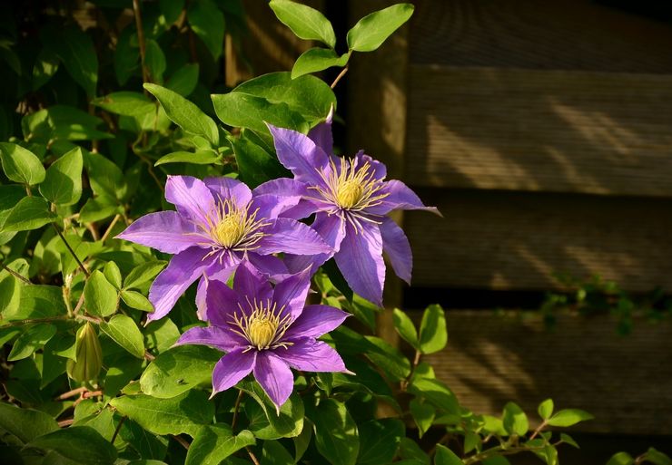 Clematis