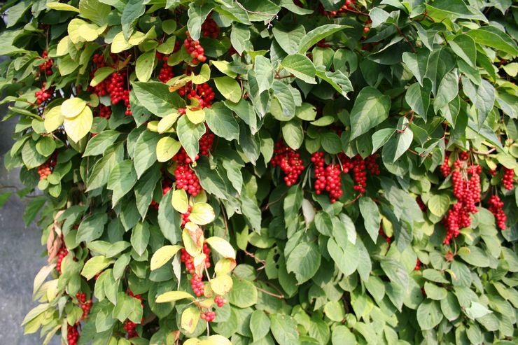 Schisandra chinensis