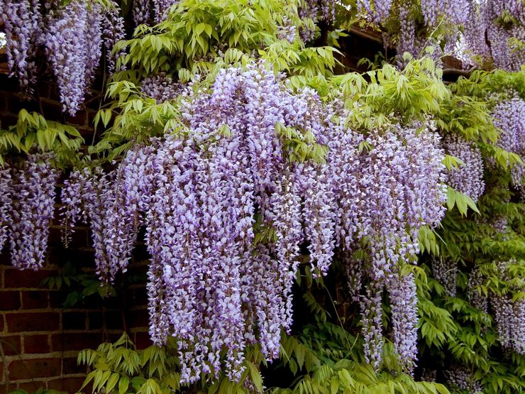 Wisteria