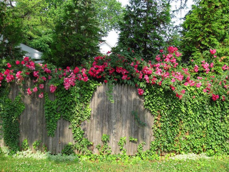 climbing plants for fence