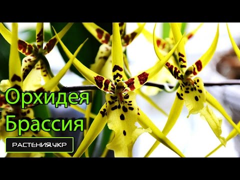 Видове орхидеи / Brassia