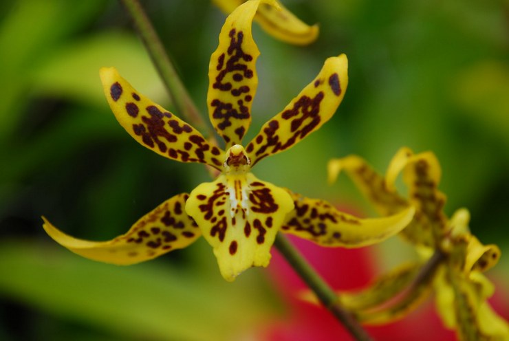 Сортове орхидеи брасия