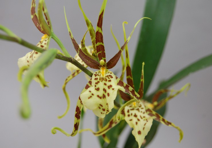 Орхидея Брасия