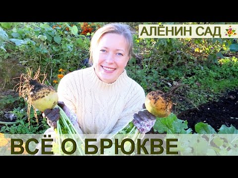 Как да отглеждаме гащи / Отглеждане на ряпа