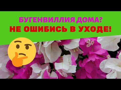 Бугенвилия дом: адаптация, грижи и проблеми / Трябва ли да засадя в голяма саксия?