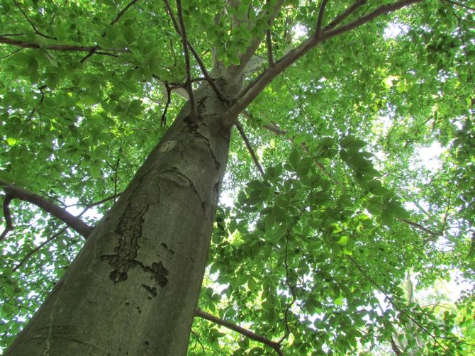 Foto, gedetailleerde beschrijving en eigenschappen van de boom