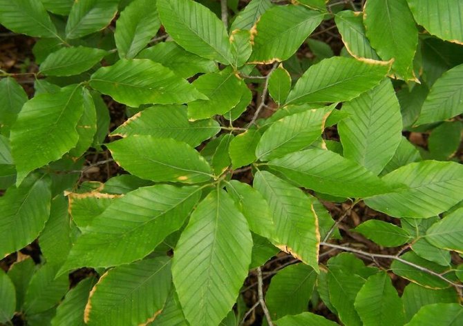 Nuttige eigenschappen, het gebruik van bosbeuk in de natuur en landbouw