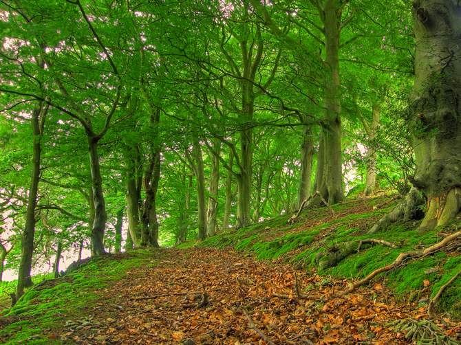 Bos beuken boom. Foto, beschrijving en eigenschappen