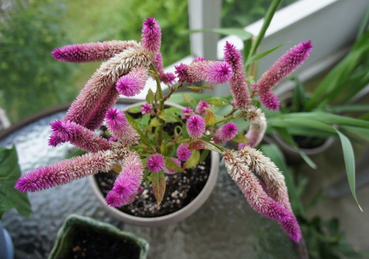 Celosia na de bloei