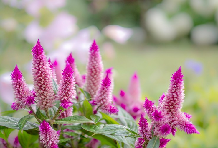 Celosia - planten en verzorgen in het open veld. Cellose kweken uit zaden. Beschrijving, typen met foto's