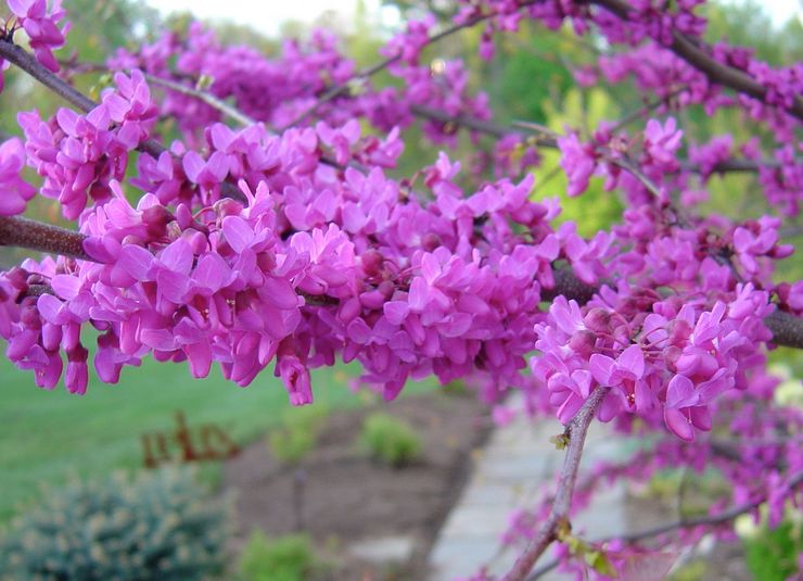 Cercis рениформен