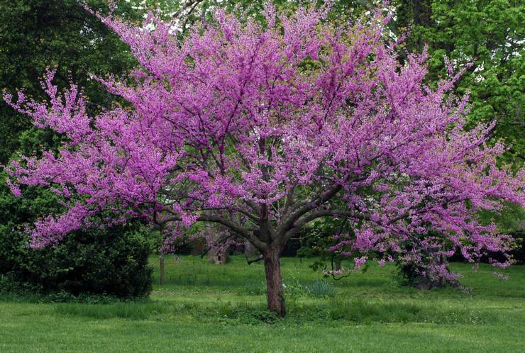 Cercis в ландшафтен дизайн