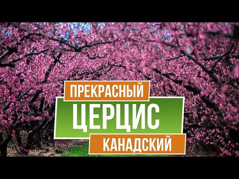 Декоративни дървета. Cercis Canadian - пурпурен