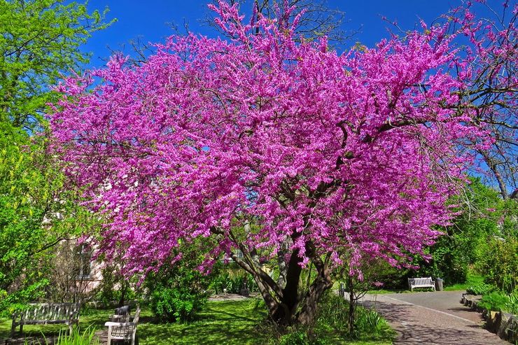 Cercis европейски